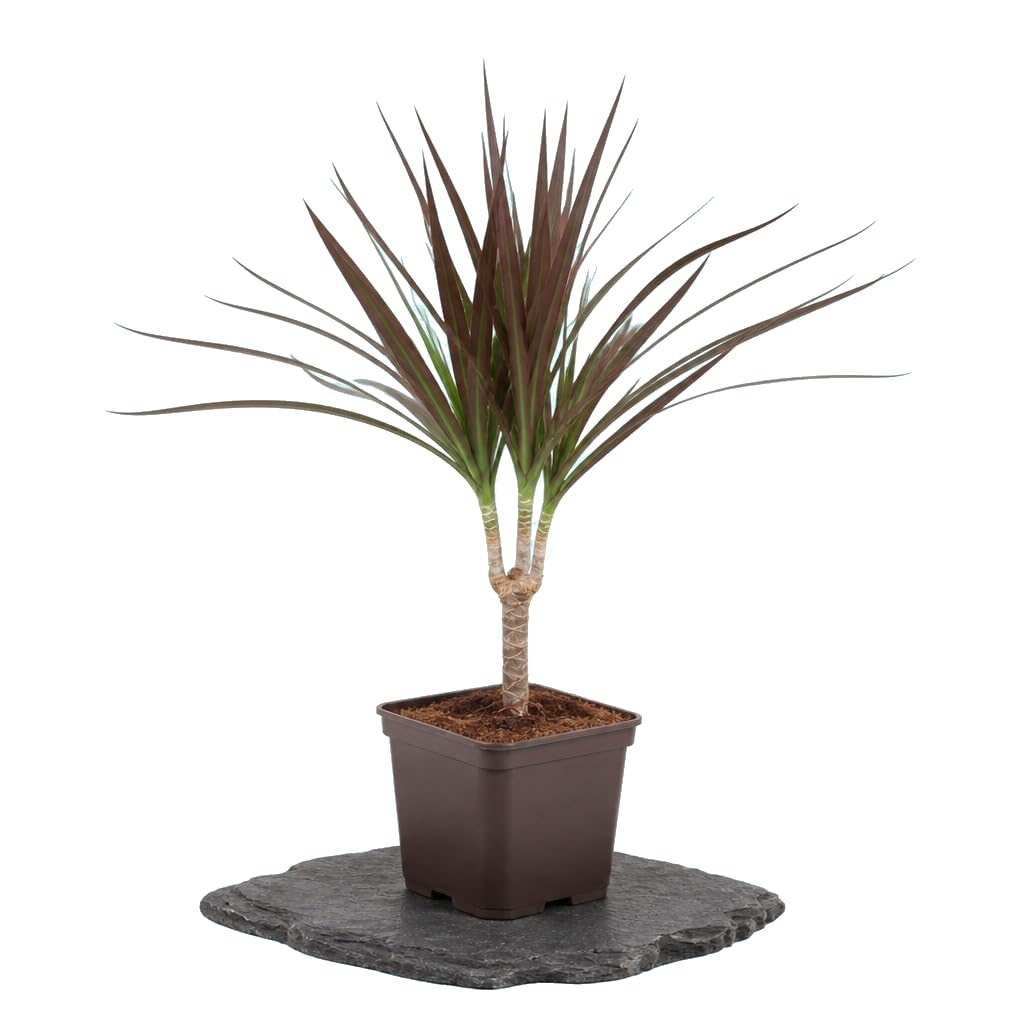 Dracaena Marginata Magenta