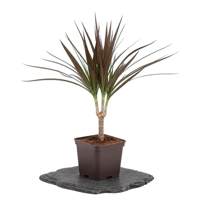 Dracaena Marginata Magenta