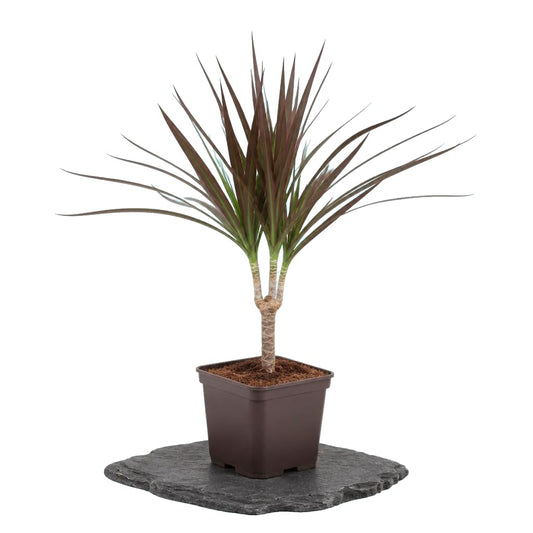 Dracaena Marginata Magenta