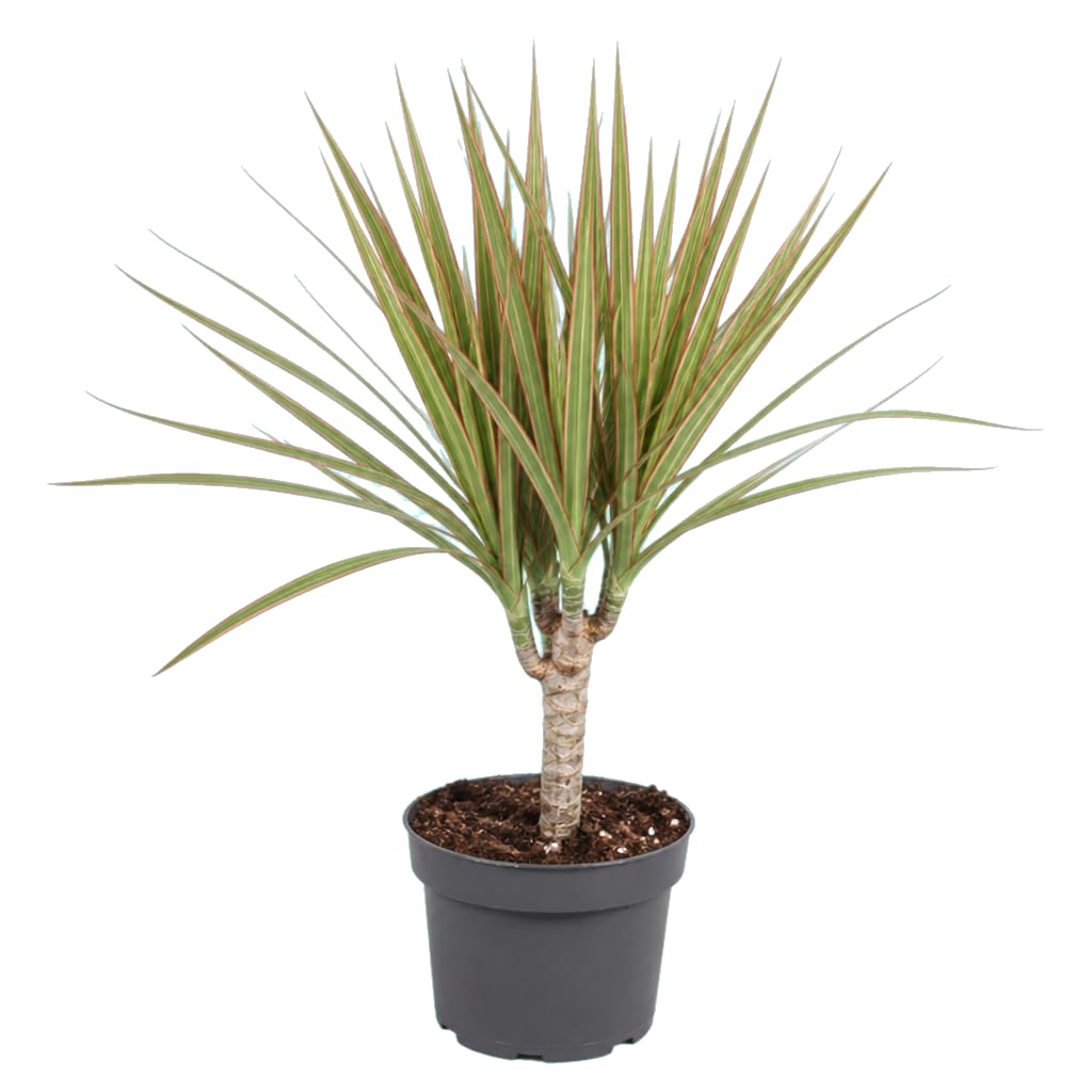 Dracaena Marginata Bicolor