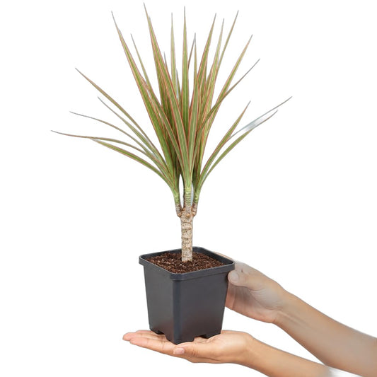 Dracaena Marginata Bicolor