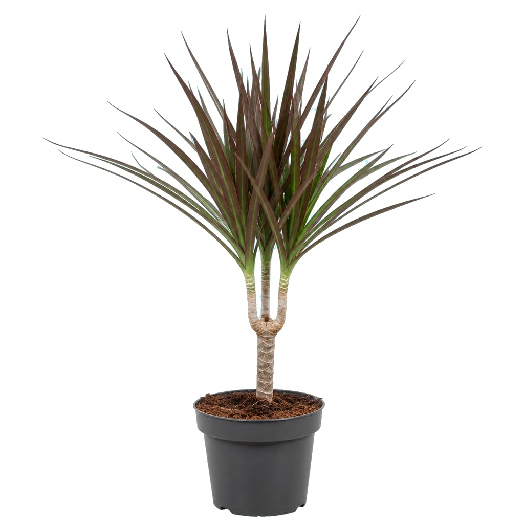 Dracaena Marginata Magenta