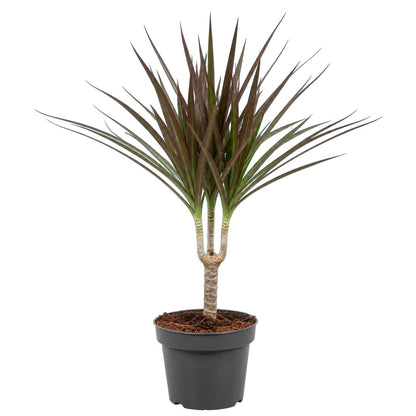 Dracaena Marginata Magenta