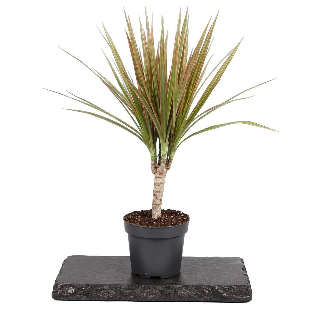 Dracaena Marginata Bicolor
