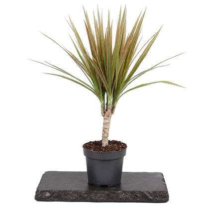 Dracaena Marginata Bicolor