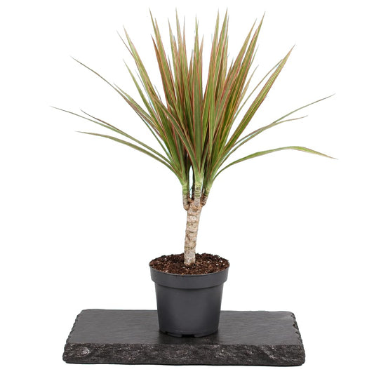 Dracaena Marginata Bicolor
