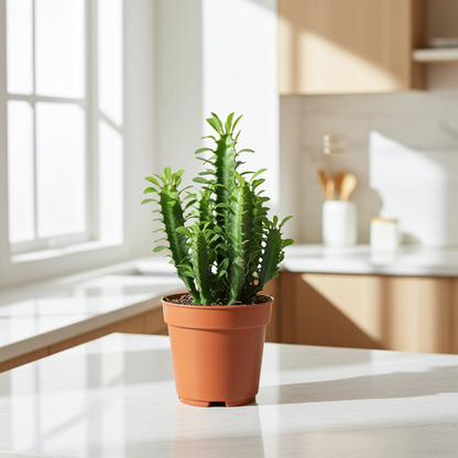 euphorbia trigona planta