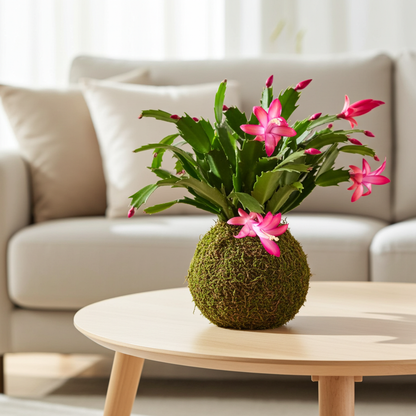 kokedama cactus navidad