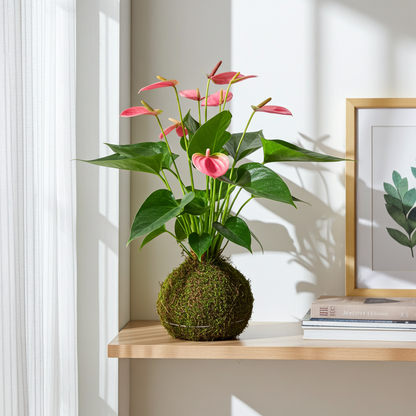 anthurium kokedama flores rosa