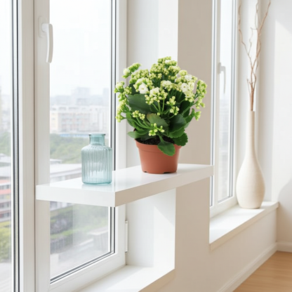kalanchoe planta con flor