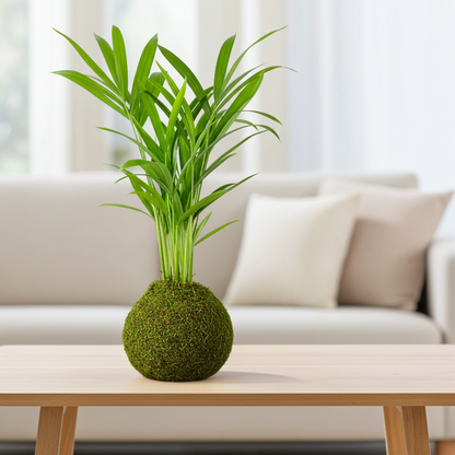 kokedama areca