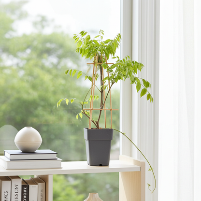 planta wisteria