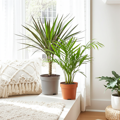 lote plantas interior