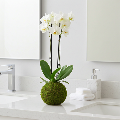 kokedama orquidea flor blanca