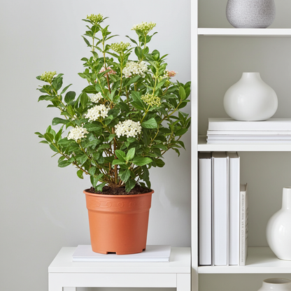 planta viburnum 