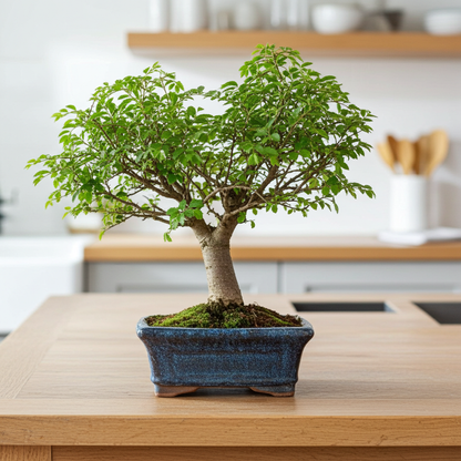 bonsai de zelkova