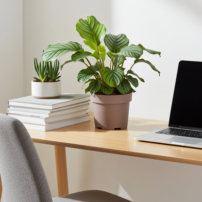 planta de calathea orbifolia