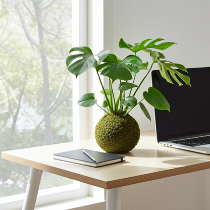 kokedama monstera deliciosa natural