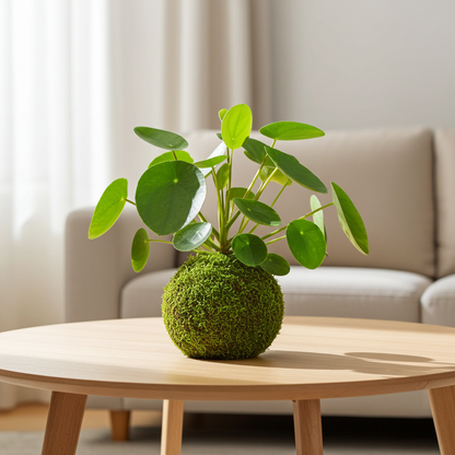 kokedama pilea peperomioides