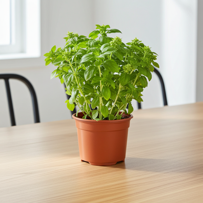 albahaca antimosquito