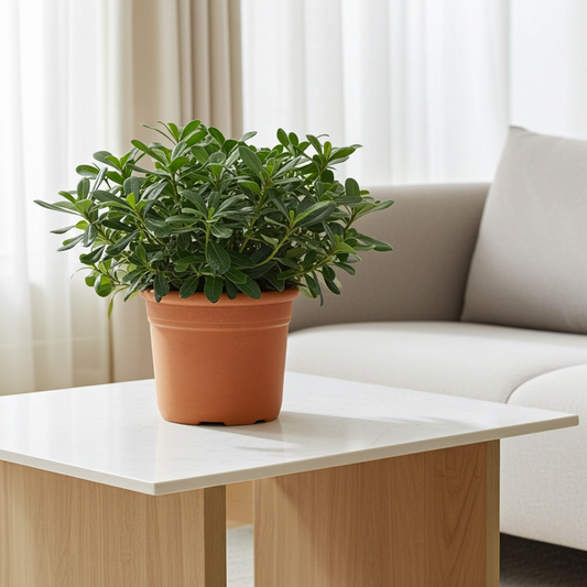 pittosporum planta