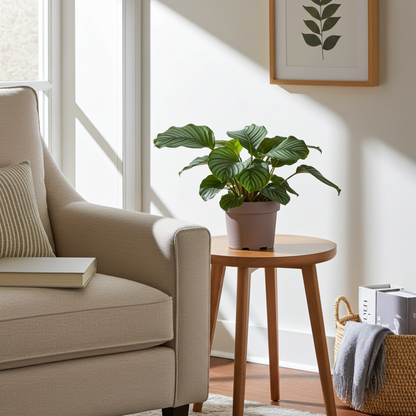 calathea orbifolia natural