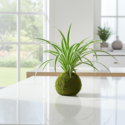 kokedama chlorophytum
