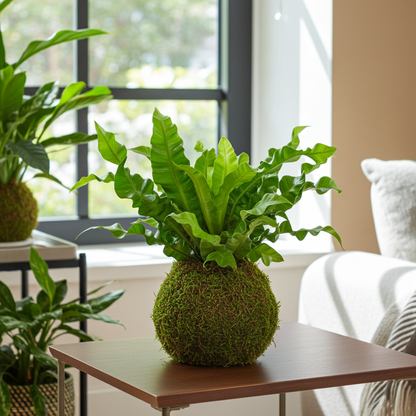 kokedama natural helecho asplenium