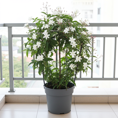 comprar Jazmín Polyanthum