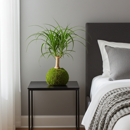 beaucarnea kokedama natural