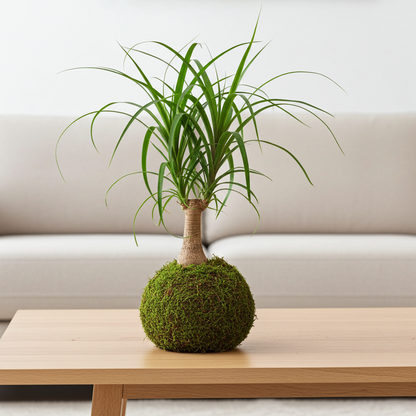 kokedama beaucarnea