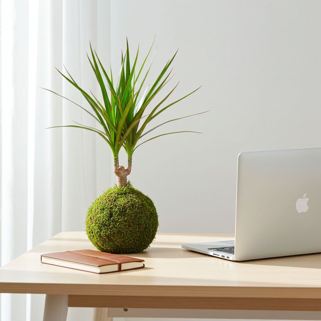 kokedama dracaena dracena