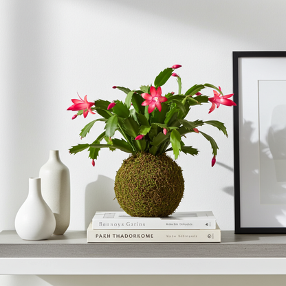 kokedama cactus santa teresita