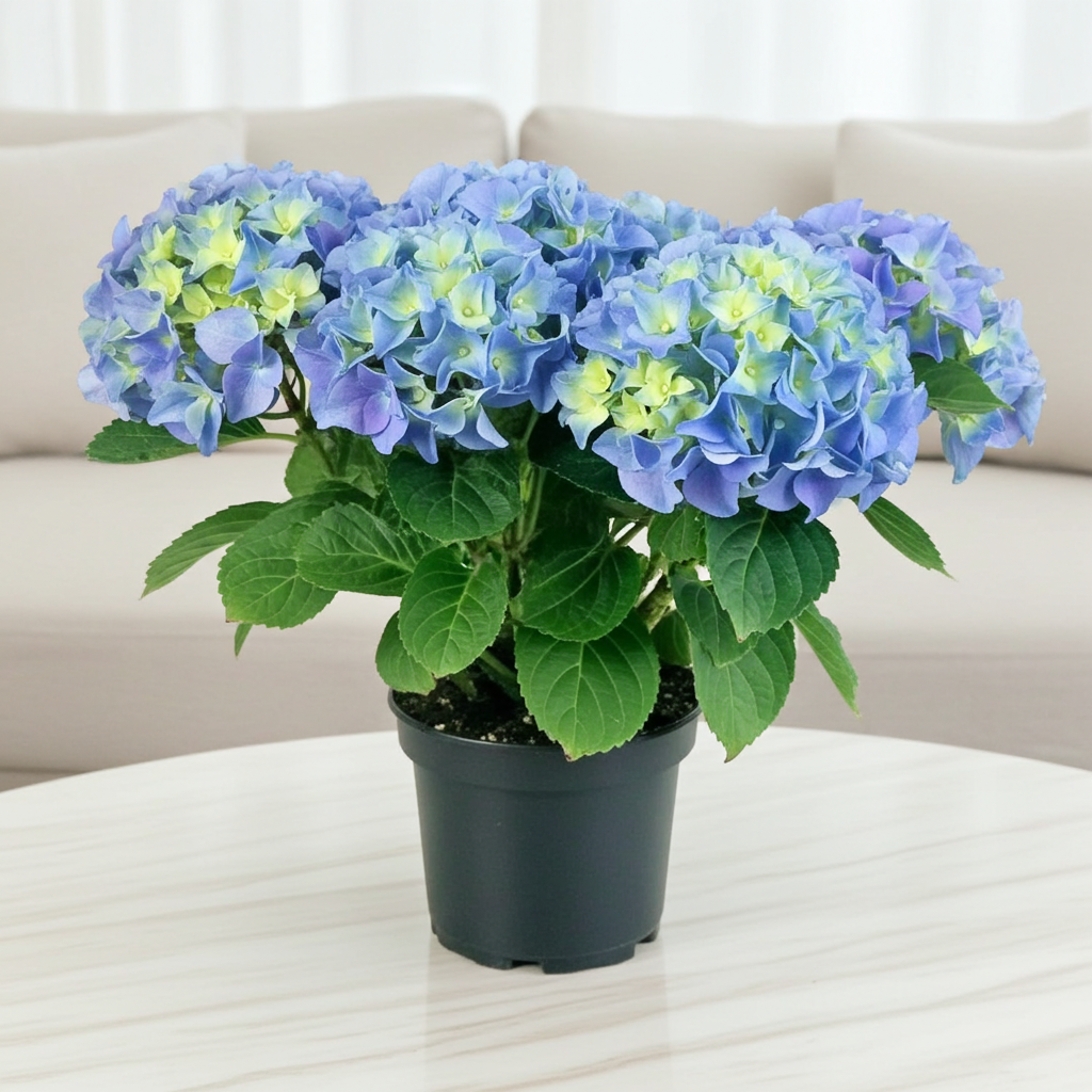 hydrangea azul