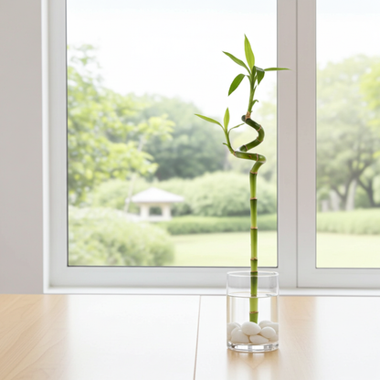 lucky bamboo