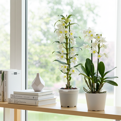 dendrobiun flor blanca