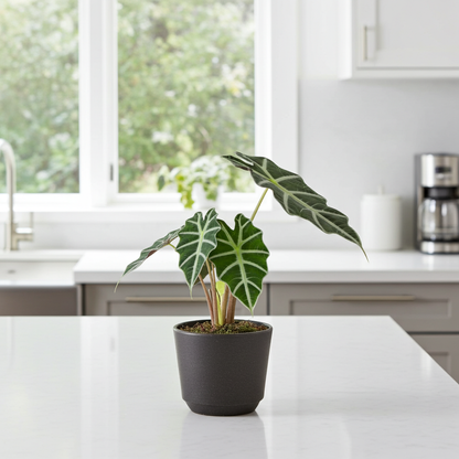 planta alocasia amazonica