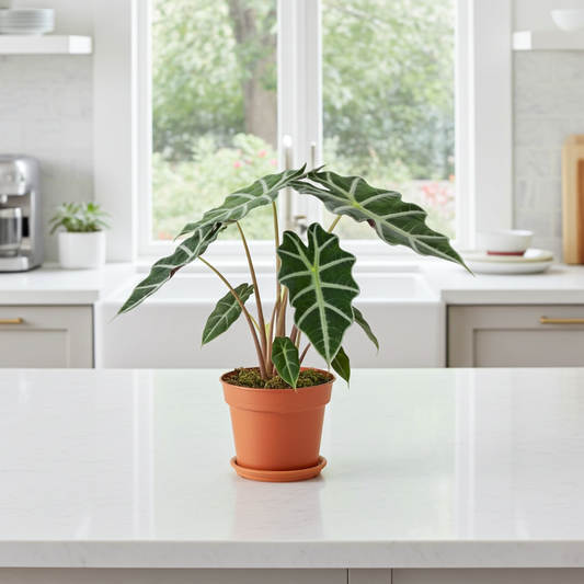 alocasia interior
