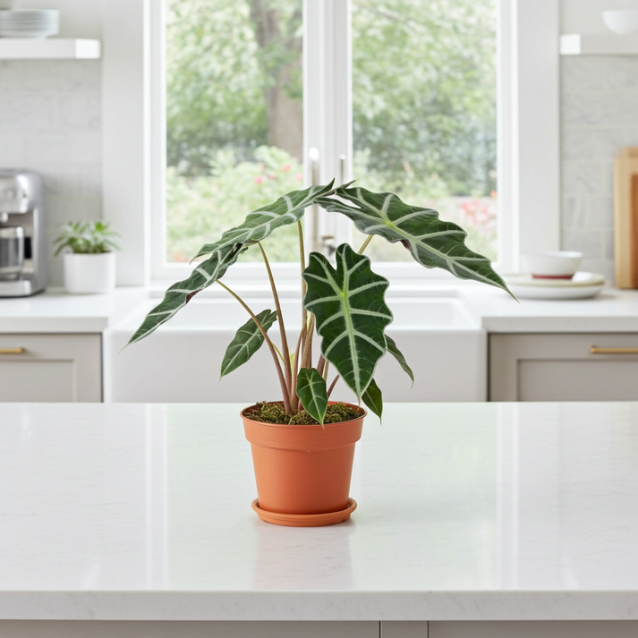 Alocasia Amazónica