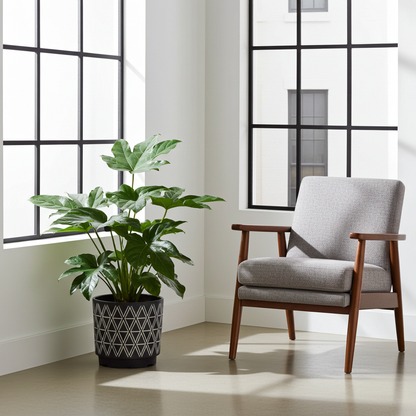 aralia planta natural