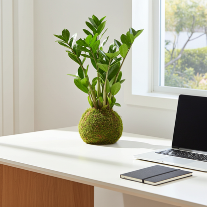 kokedama planta zamioculcas
