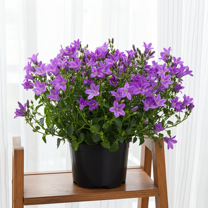 campanula