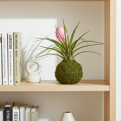kokedama planta cyanea