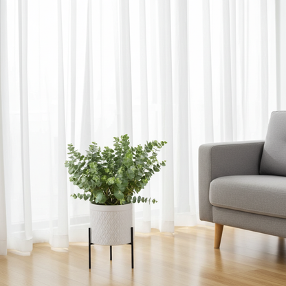 planta de eucalyptus