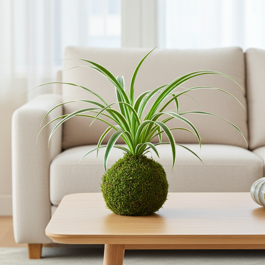kokedama cinta