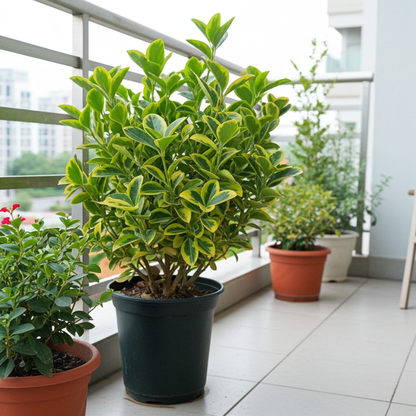 euonymus planta natural