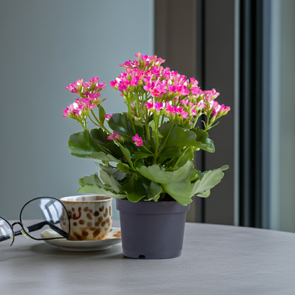 kalanchoe planta natural
