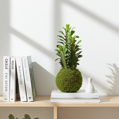 euphorbia trigona kokedama