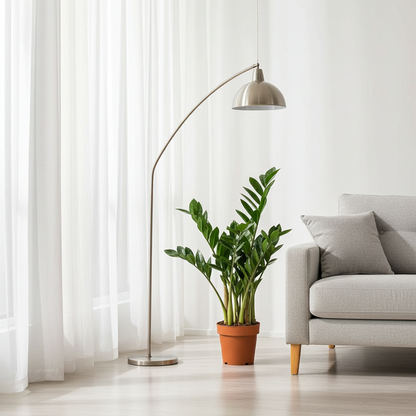 zamioculcas planta