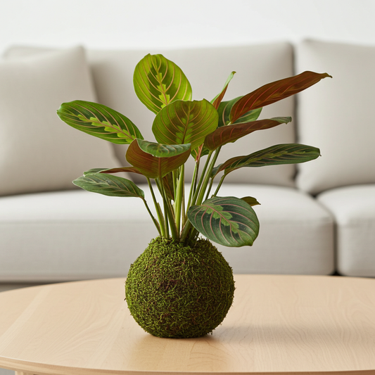 kokedama maranta leuconeura